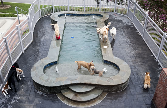 dog resort and spa